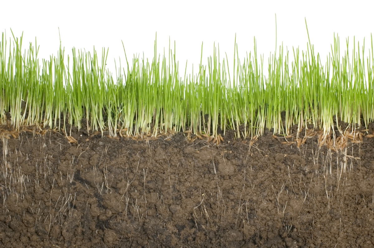 Fisiología de plantas: Una clave UNSAM para mejorar el trigo en condiciones de sequía